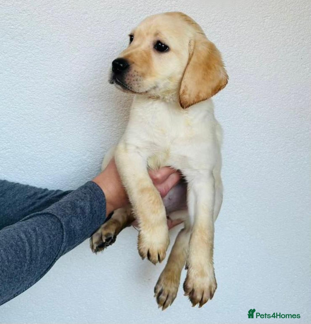 Labrador Retriever dogs for sale: Labrador Puppies  - Image 10