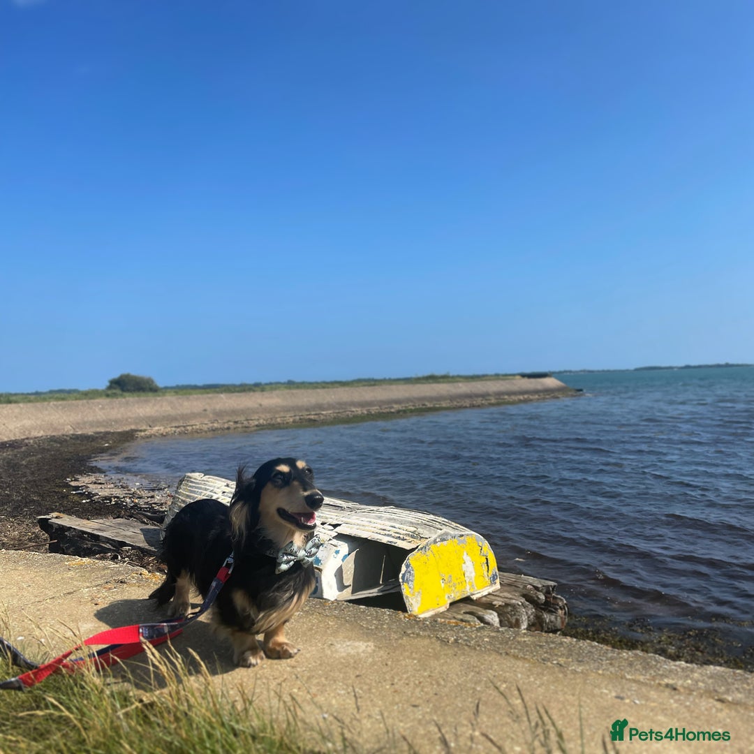 Miniature Dachshund dogs for stud: KC Registered - Health Tested - Proven Stud Dog 🏅 - Advert 4