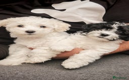 Bichon Frise dogs for sale: Bichon puppy's  - Image 3