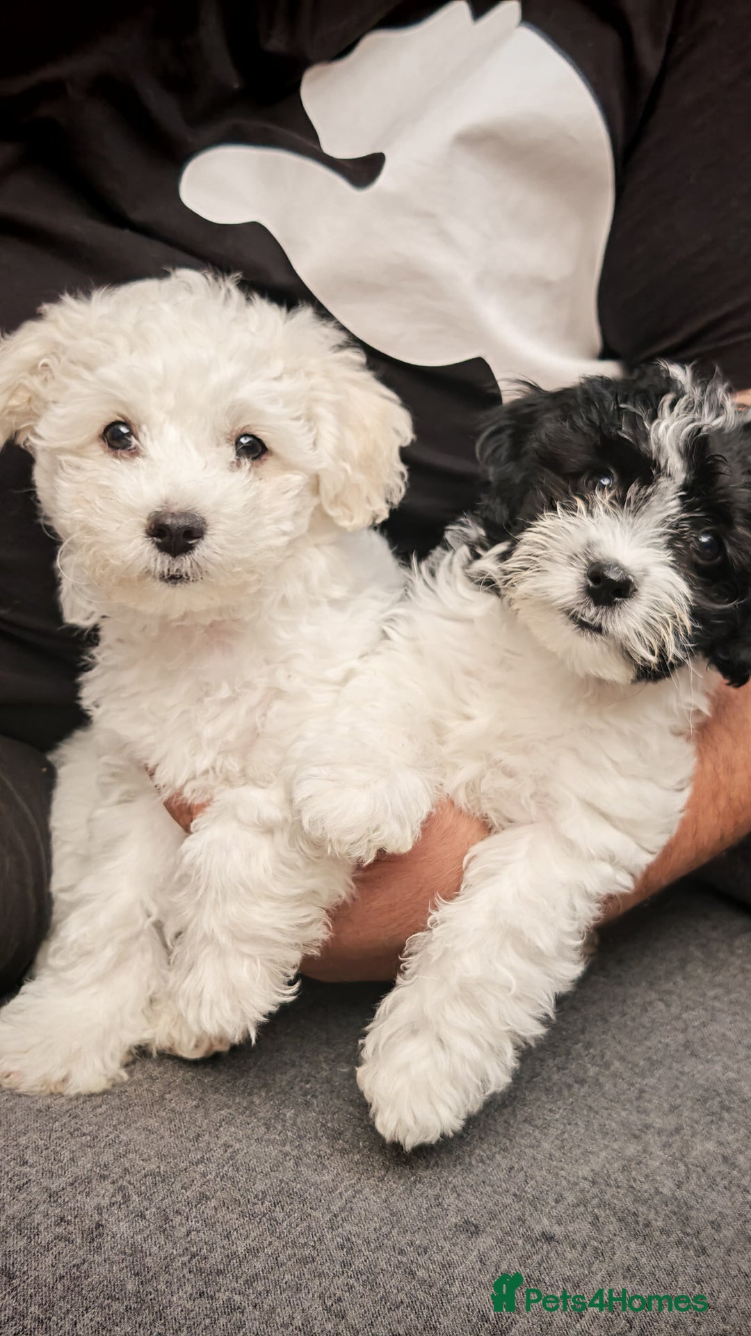 Bichon Frise dogs for sale: Bichon puppy's  - Image 3