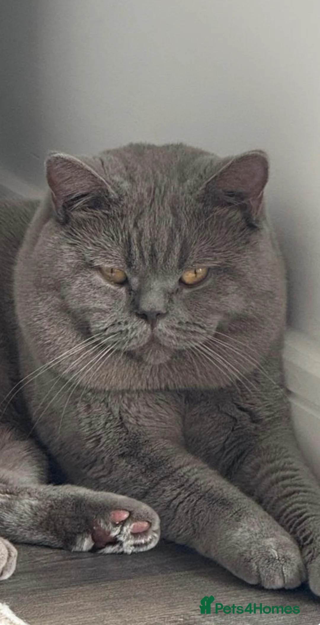 British Shorthair cats for stud: Lilac BSH proven STUD - Advert 2
