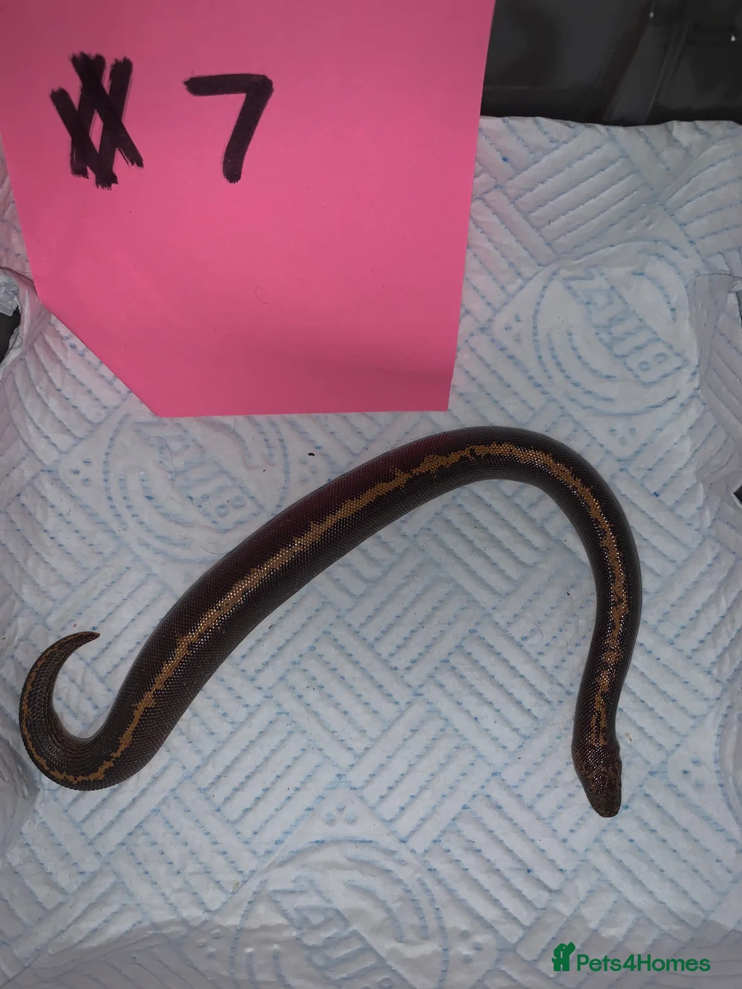 Boa Snake reptiles for sale: Kenyan sand boas for sale Essex  - Advert 7