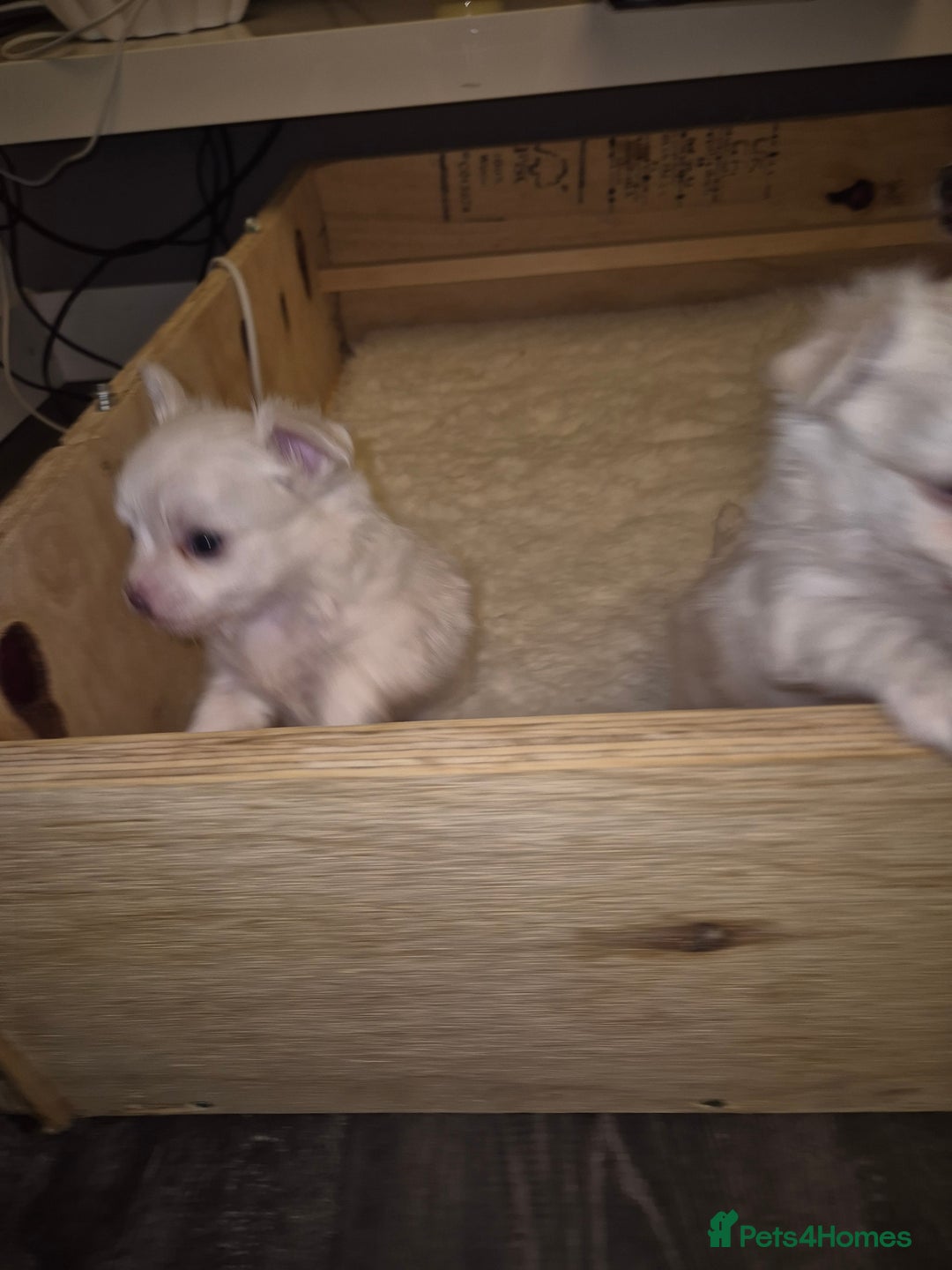 Chihuahua dogs for sale: Chihuahua Boys - Advert 5