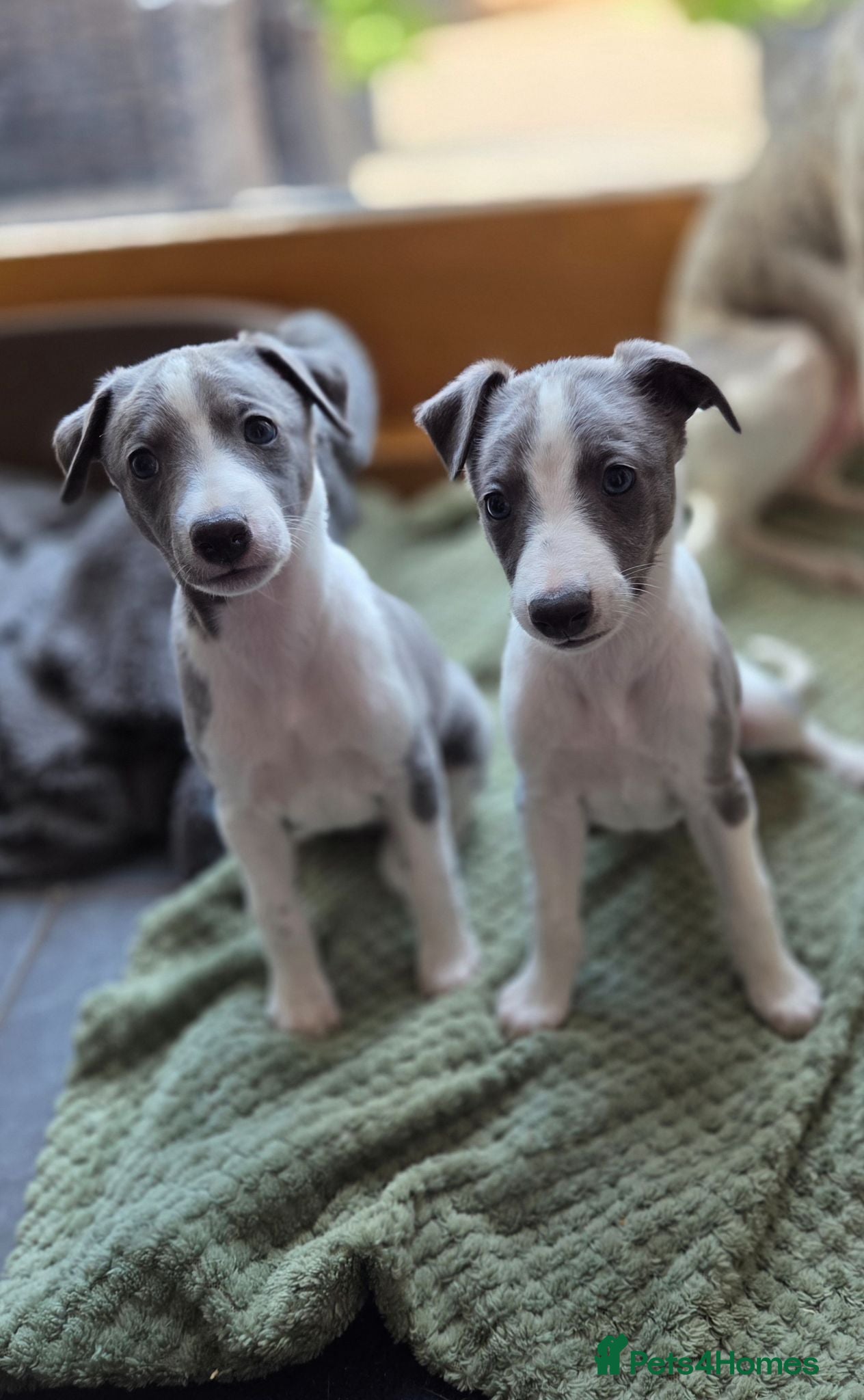 Whippet dogs KC Whippet Puppies - Advert 11