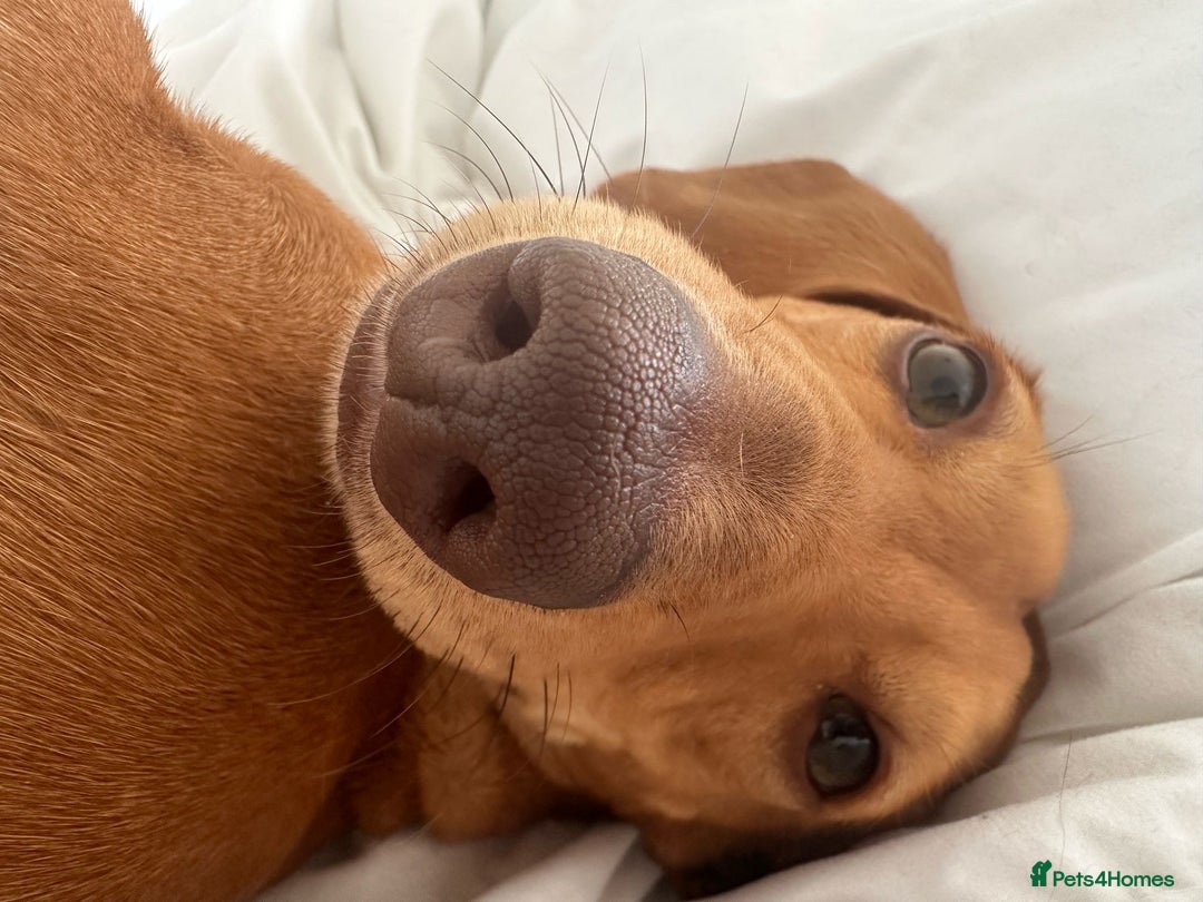 Miniature Dachshund dogs for sale: Mini sausage looking for loving home - Image 1