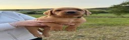 Labrador Retriever dogs for sale: Fox Red KC Registered Labrador Puppies for sale in Blaenau Ffestiniog - Advert 10