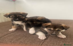 Huskita dogs for sale: akkita mix hussky - Image 5