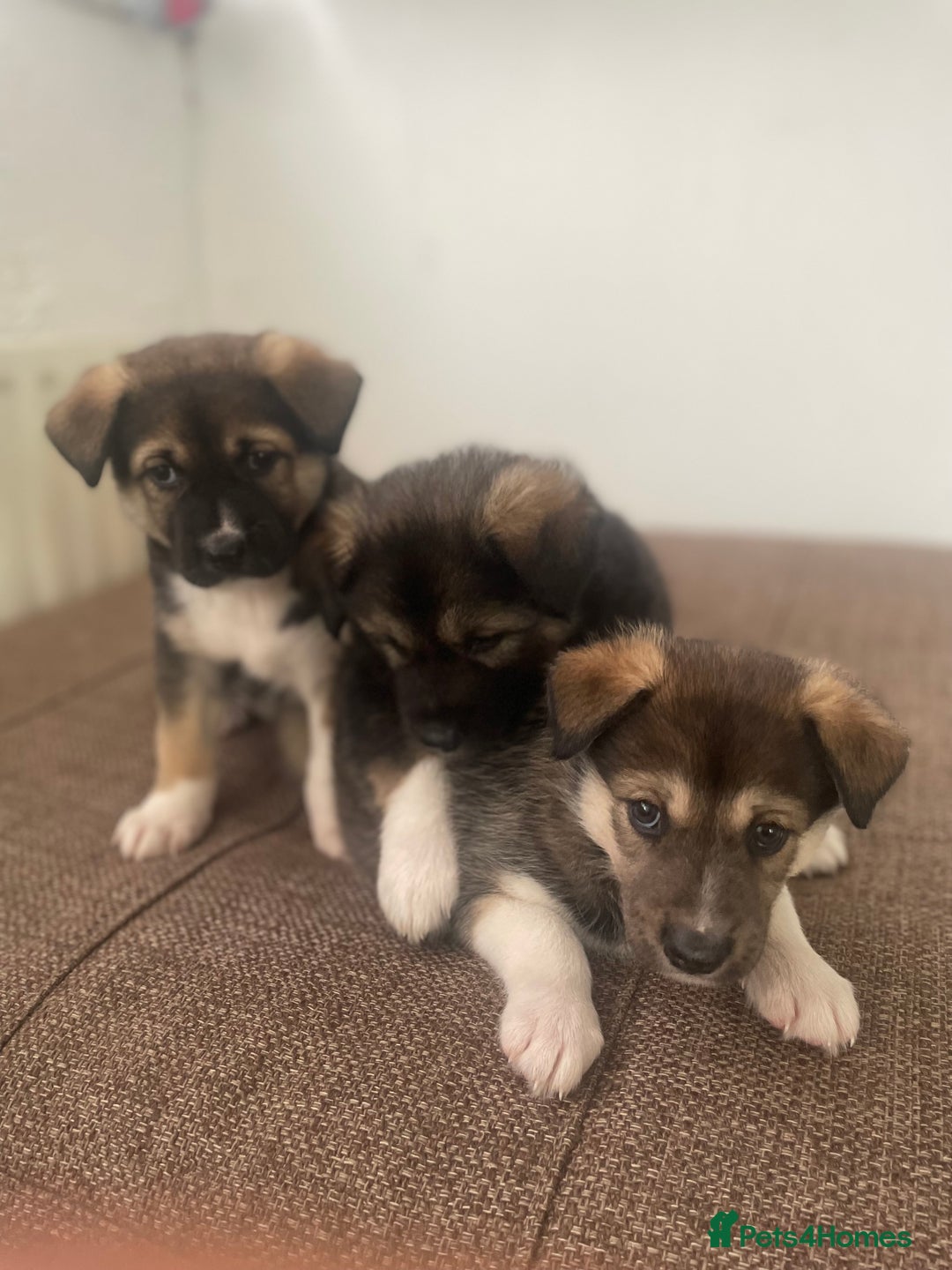 Huskita dogs for sale: akkita mix hussky - Image 5