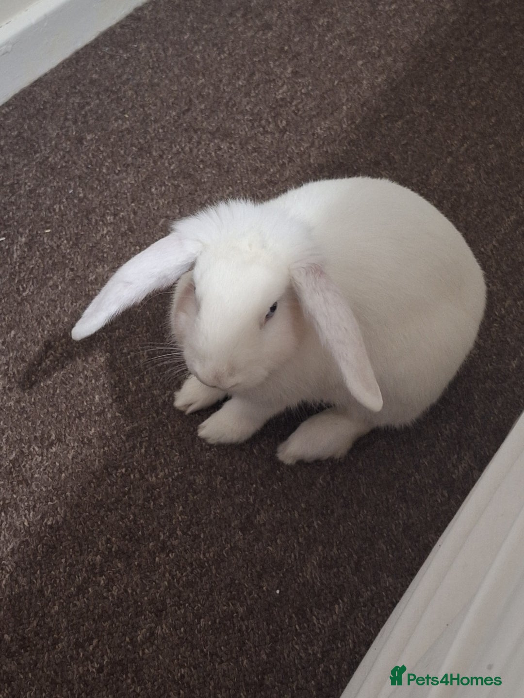 English Lop rabbits for sale: Female white french lop - Advert 2