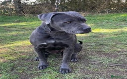 Mixed Breed dogs for adoption: Meet Sky, currently residing in Merseyside  - Image 3