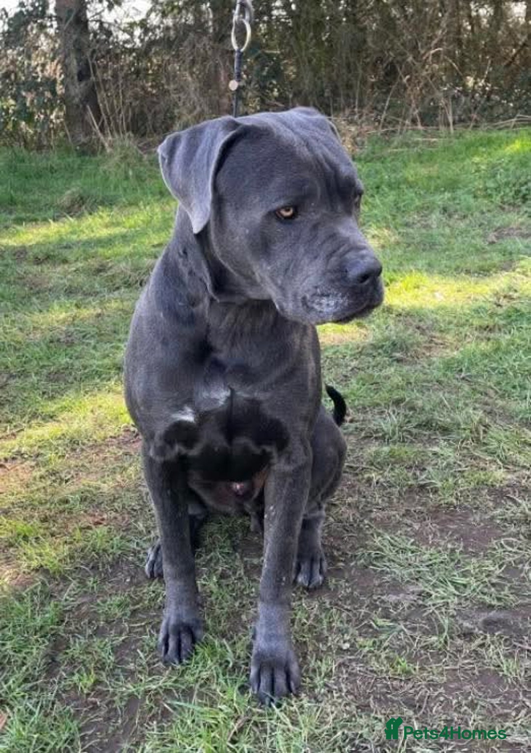 Mixed Breed dogs for adoption: Meet Sky, currently residing in Merseyside  - Image 3