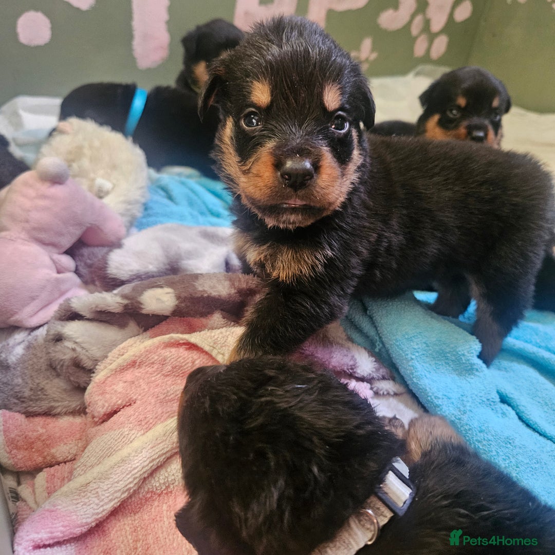 Rottweiler dogs for sale: 12 beautiful puppies  - Image 17