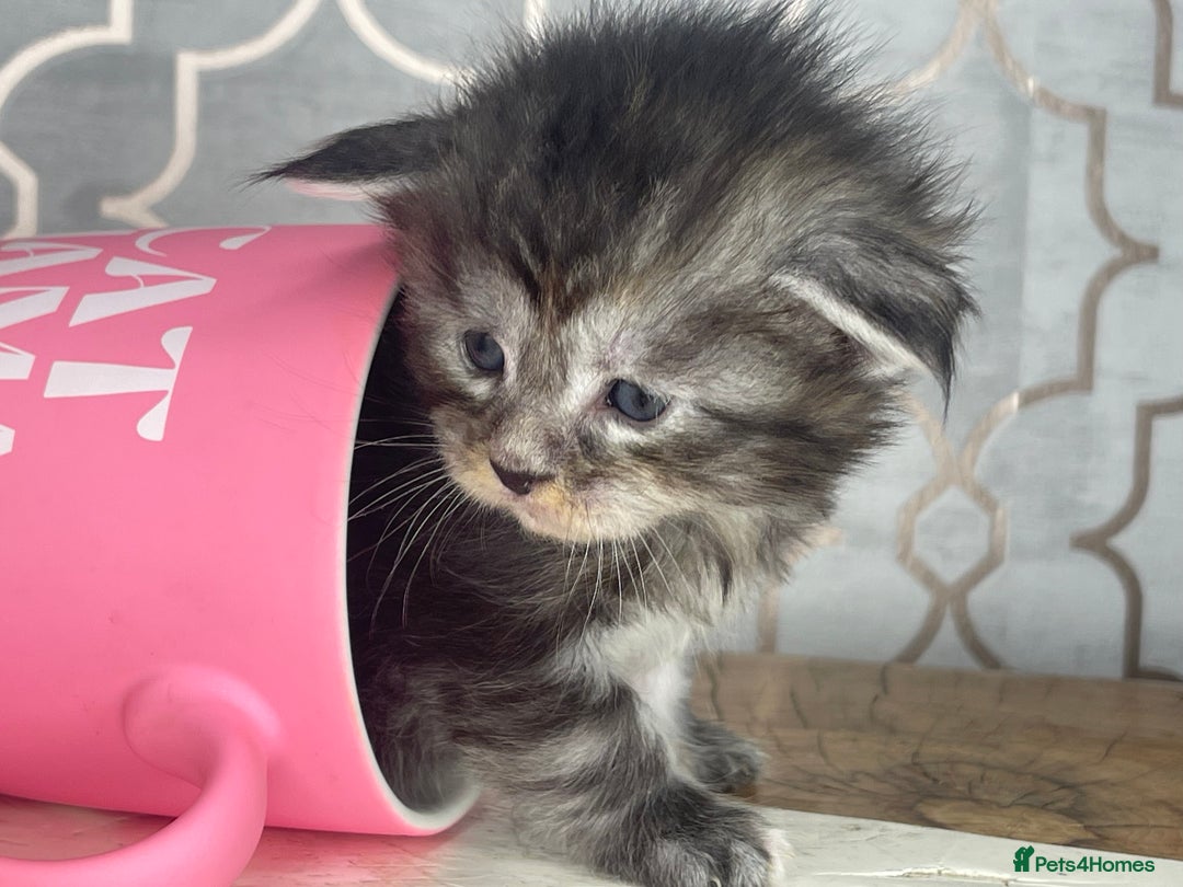 Maine Coon cats for sale: 🐾💛5 Sweet Maine Coons looking for forever home💛 - Advert 24