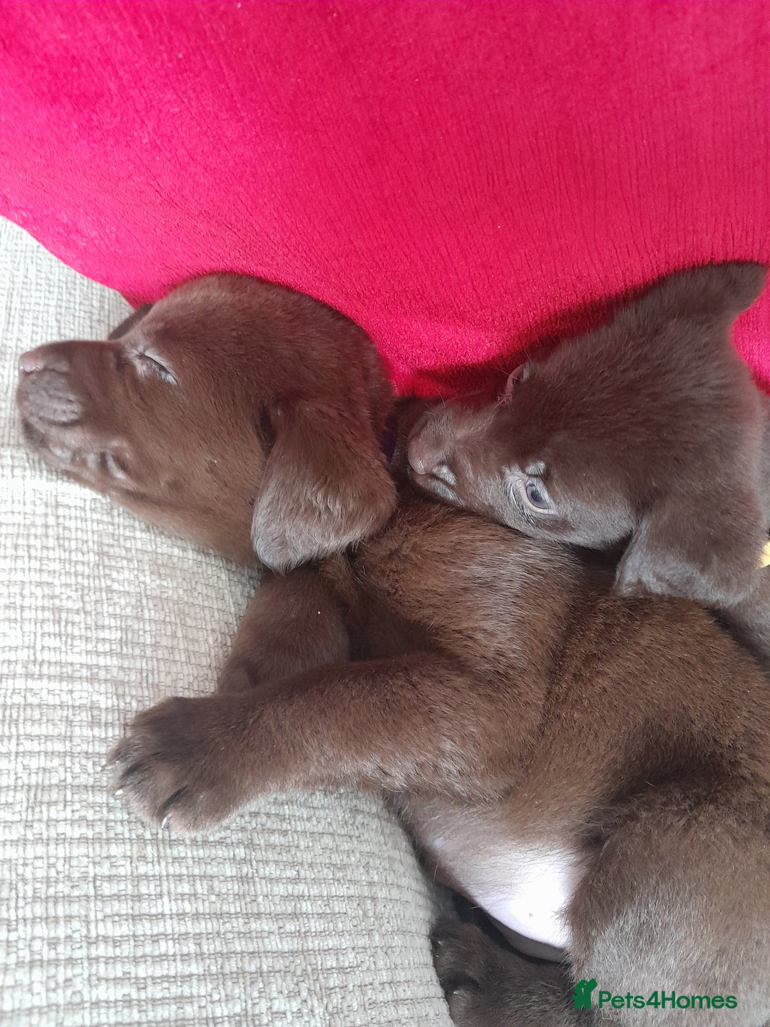 Labrador Retriever dogs for sale: READY NOW. LABRADOR PUPPIES. HEALTH CHECKS DONE  - Image 2