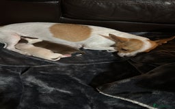 Chihuahua dogs for sale: Puppy  - Image 8