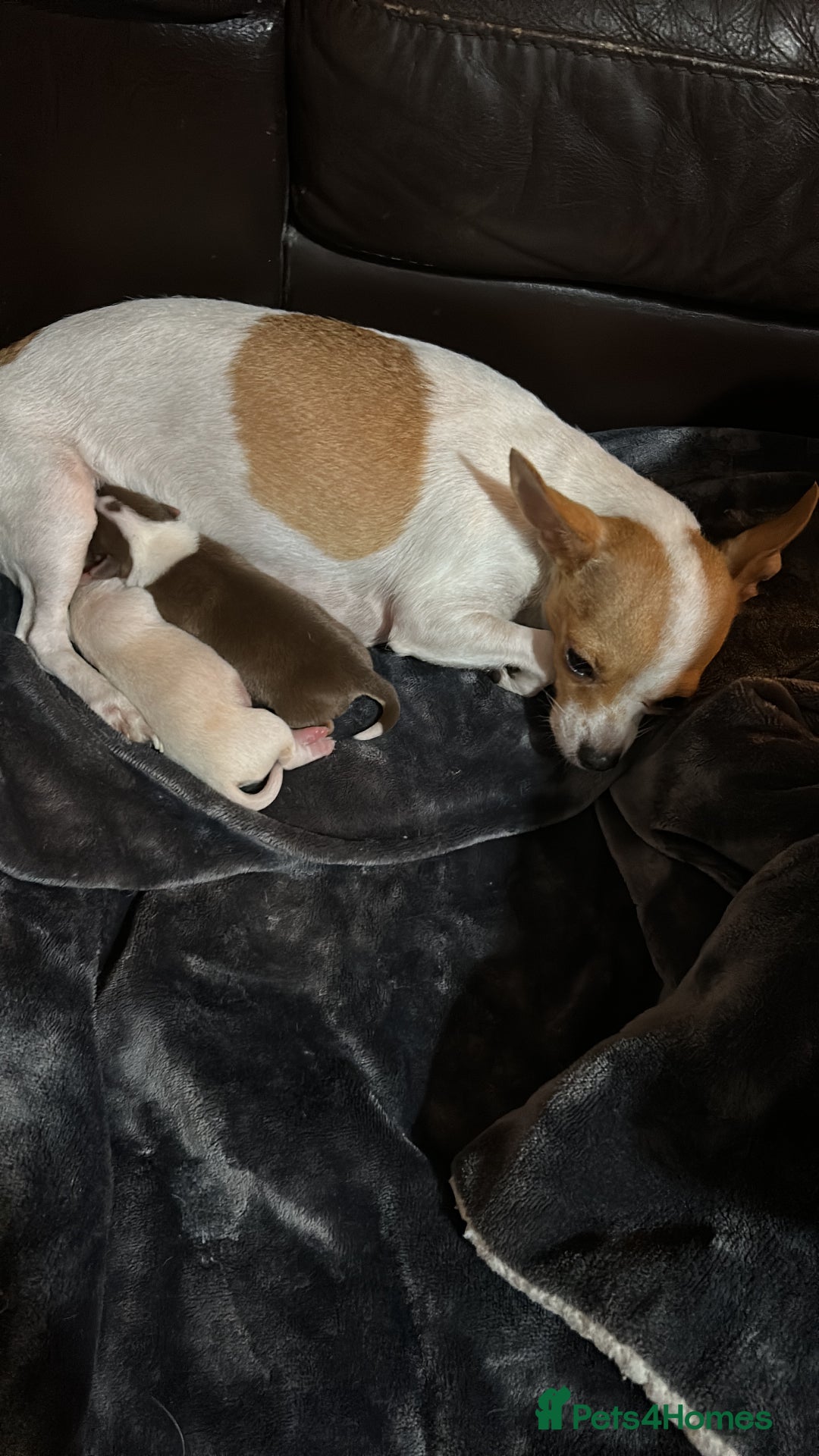 Chihuahua dogs for sale: Puppy  - Image 8