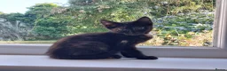 Mixed Breed cats for sale: Kittens in Truro - Advert 8