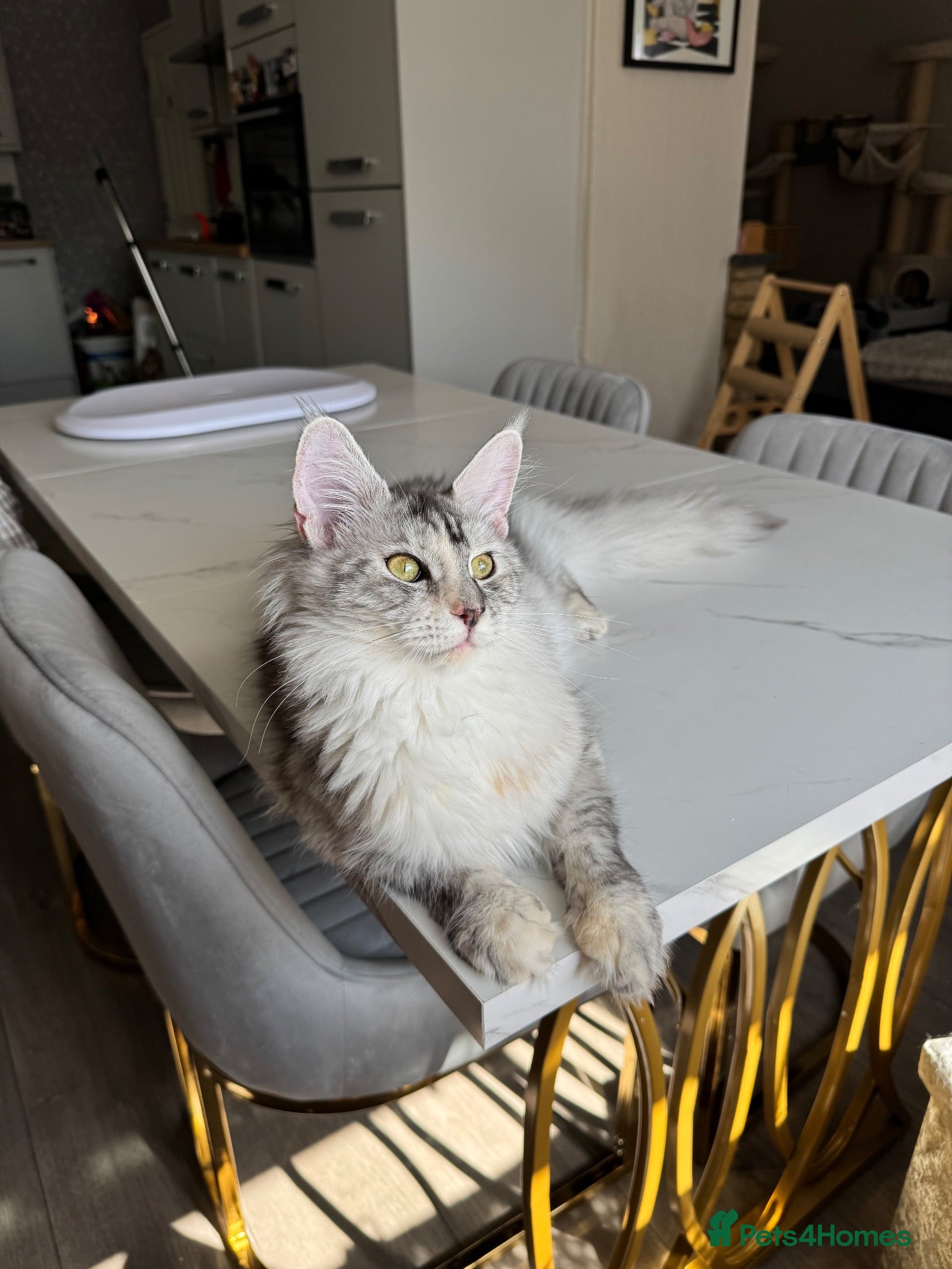 Maine Coon cats 🌟🌟Jadore  – Beautiful Girl Maine Coon 🌟🌟 - Advert 5