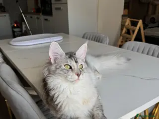 Maine Coon cats 🌟🌟Jadore – Beautiful Girl Maine Coon 🌟🌟 - Advert 5