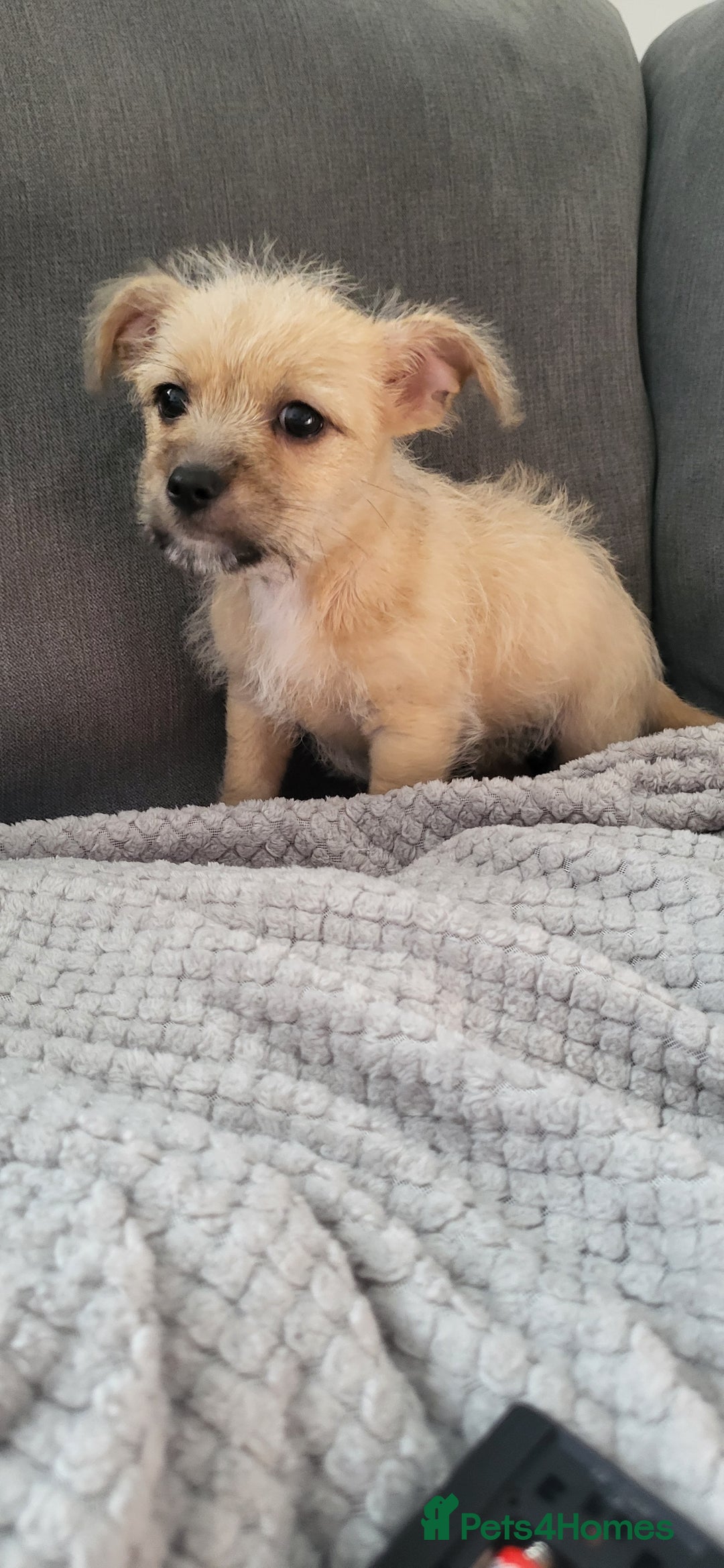 Mixed Breed dogs for sale: Jack russel cross pomeranian puppies  - Image 5