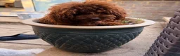 Toy Poodle dogs for stud: Deep Red Asian Toy Poodle Stud - Advert 1