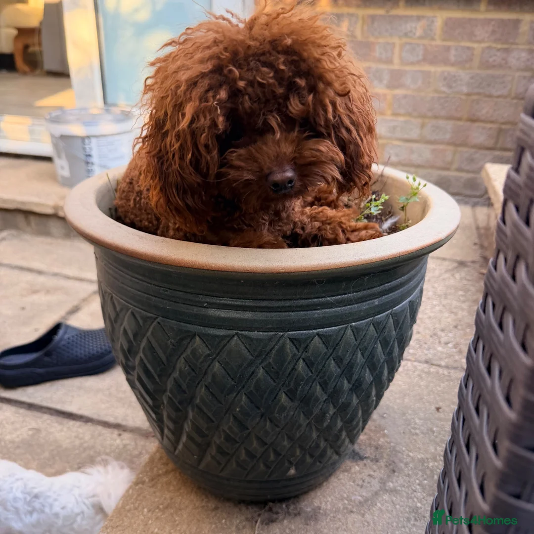 Toy Poodle dogs for stud: Deep Red Asian Toy Poodle Stud - Advert 1