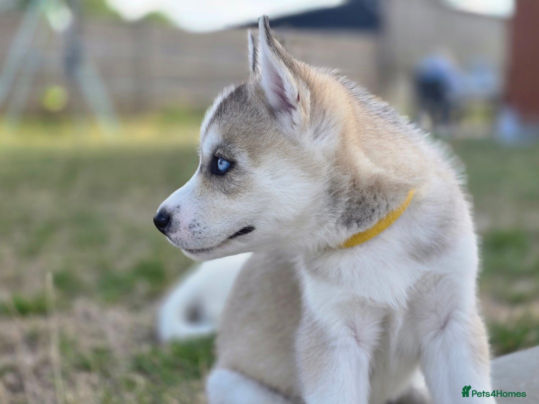 Siberian Husky dogs for sale: Stunning Pure siberian husky pups - Image 6