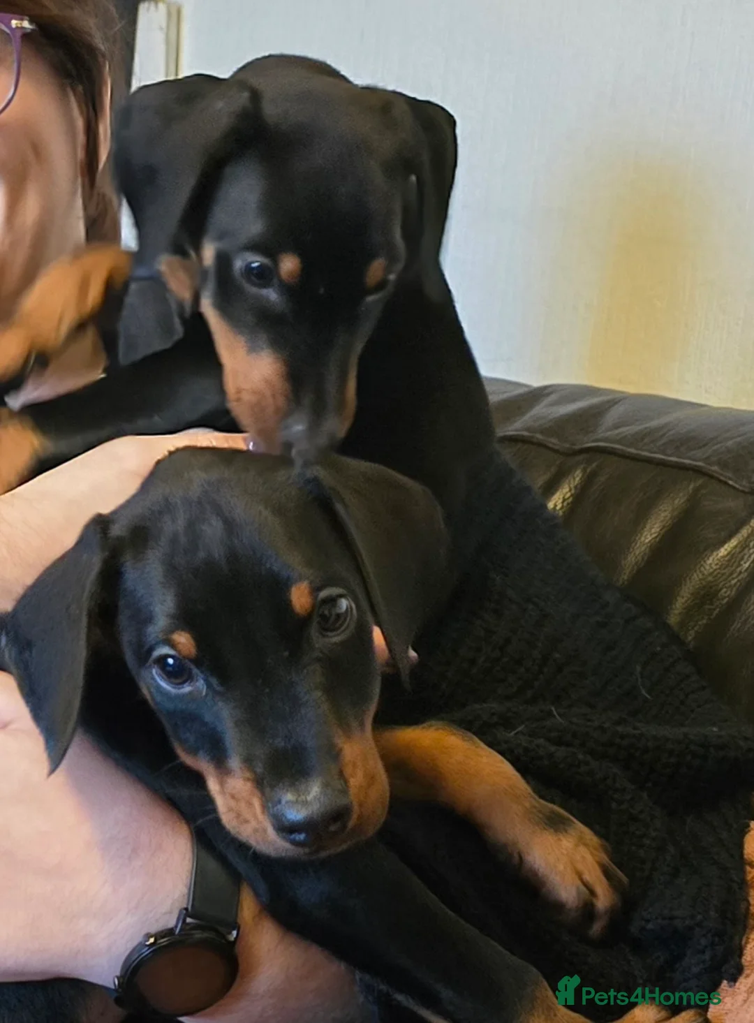 Dobermann dogs for sale: X4 Beautiful female pups available  - Advert 1