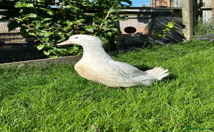 Ducks poultry - Advert 2