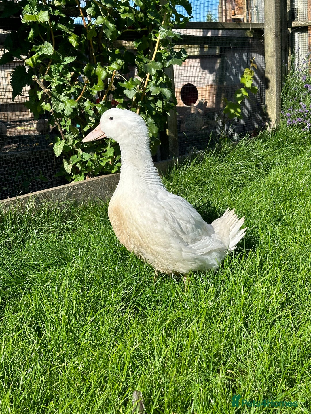 Ducks poultry for sale: Female Aylesbury ducks  - Image 1