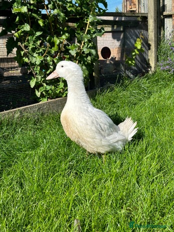 Ducks poultry - Advert 2