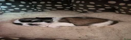 Shih Tzu dogs for sale: Hi my name is Maria  - Advert 17