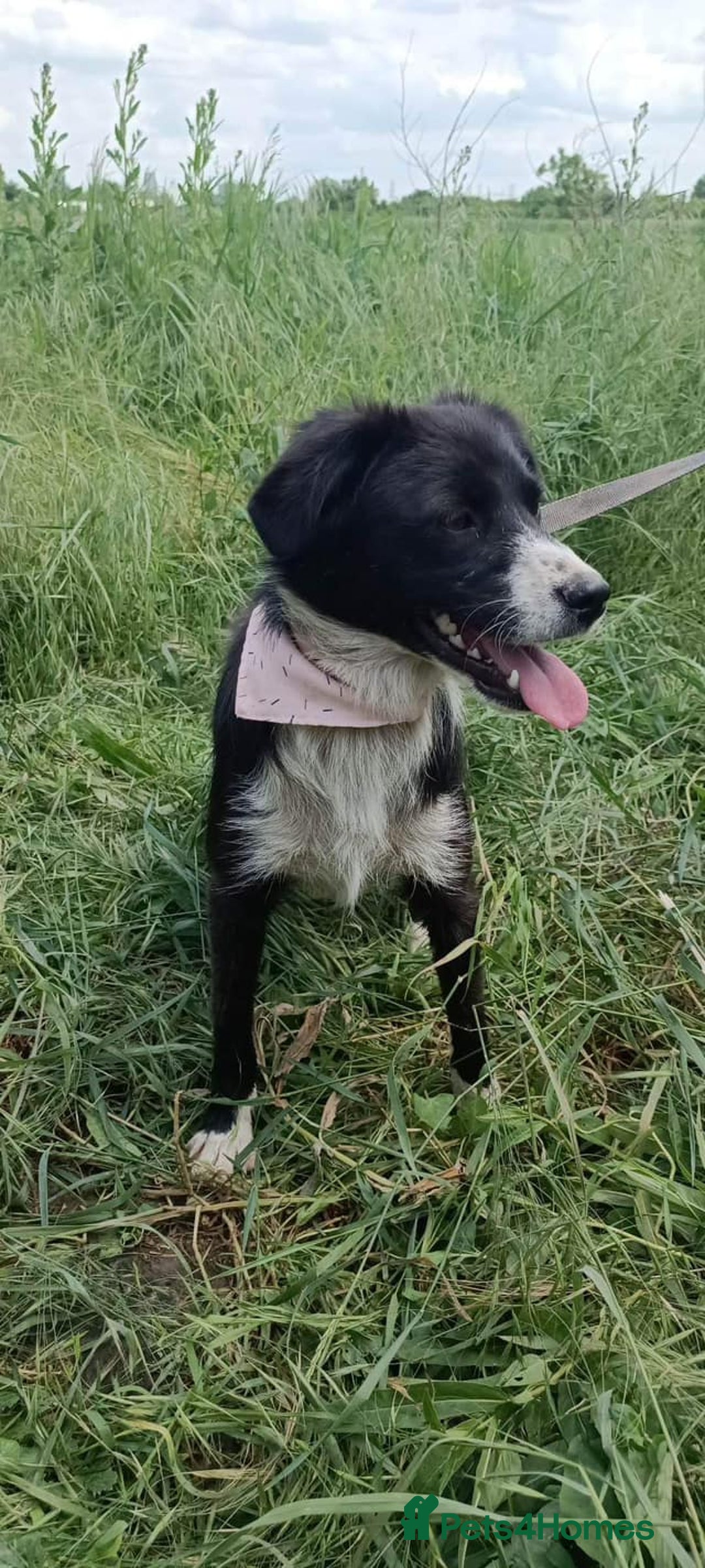 Mixed Breed dogs for adoption: Terrific Trixie - Image 6