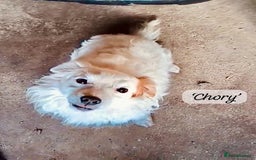 Mixed Breed dogs for adoption: Chory. Approx 6 years. **Urgent adoption**  - Advert 2