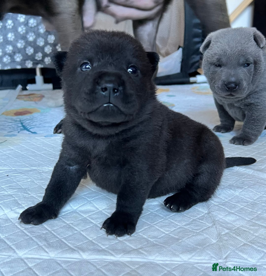 Mixed Breed dogs for sale: ChowPei Pups  - Advert 35