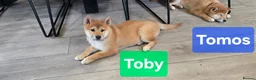 Japanese Shiba Inu dogs for sale: Foxy little shibas - Advert 10