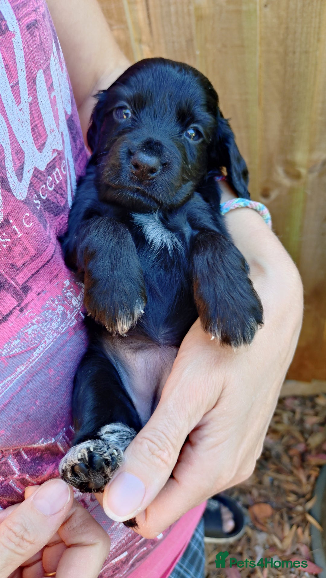 Cocker Spaniel dogs for sale: KC reg show cocker spaniel puppies - Image 13