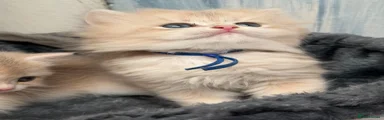British Shorthair 1