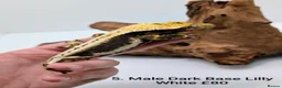 Gecko reptiles for sale: Stunning Crested Geckos - Advert 3