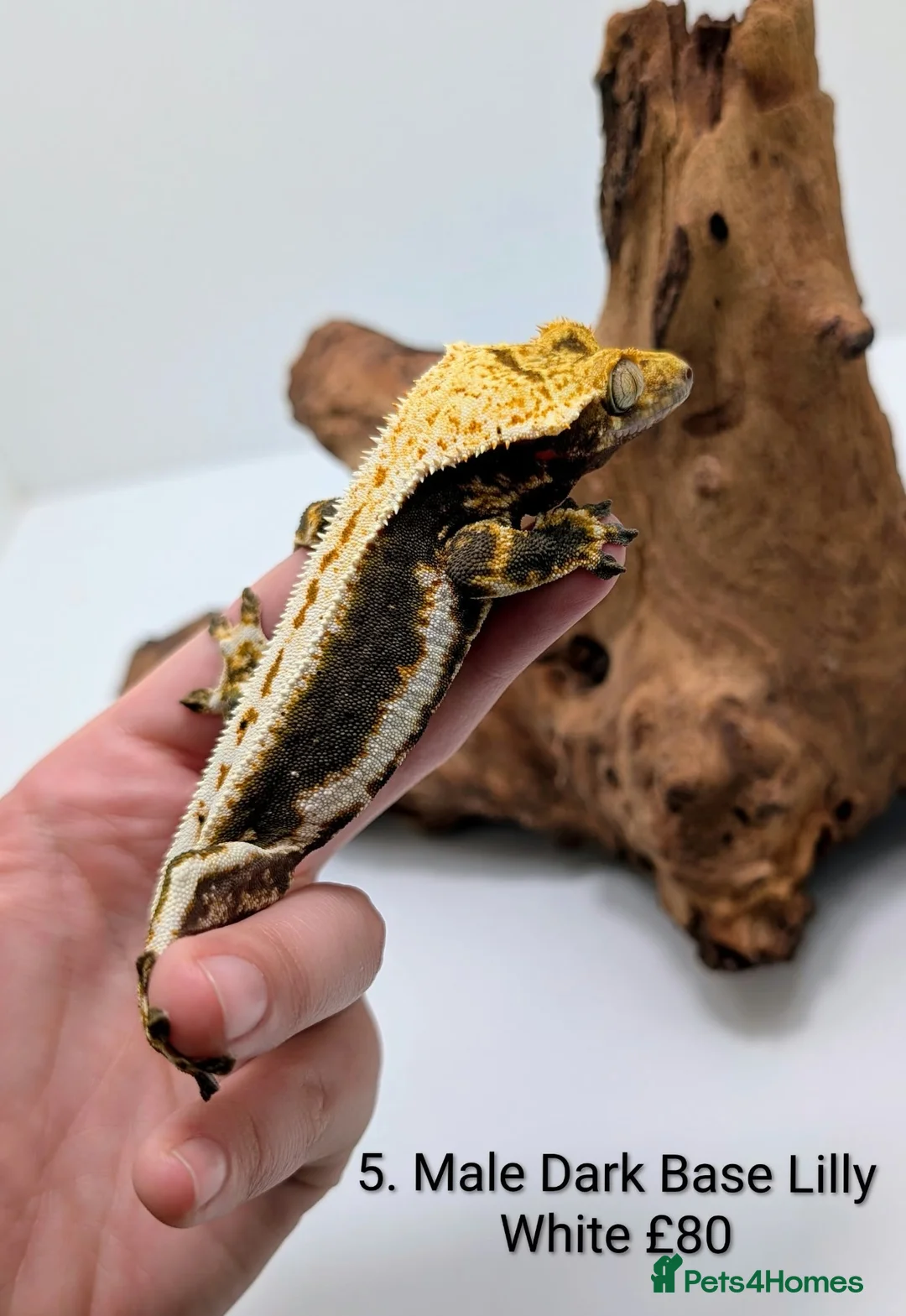 Gecko reptiles for sale: Stunning Crested Geckos - Advert 3
