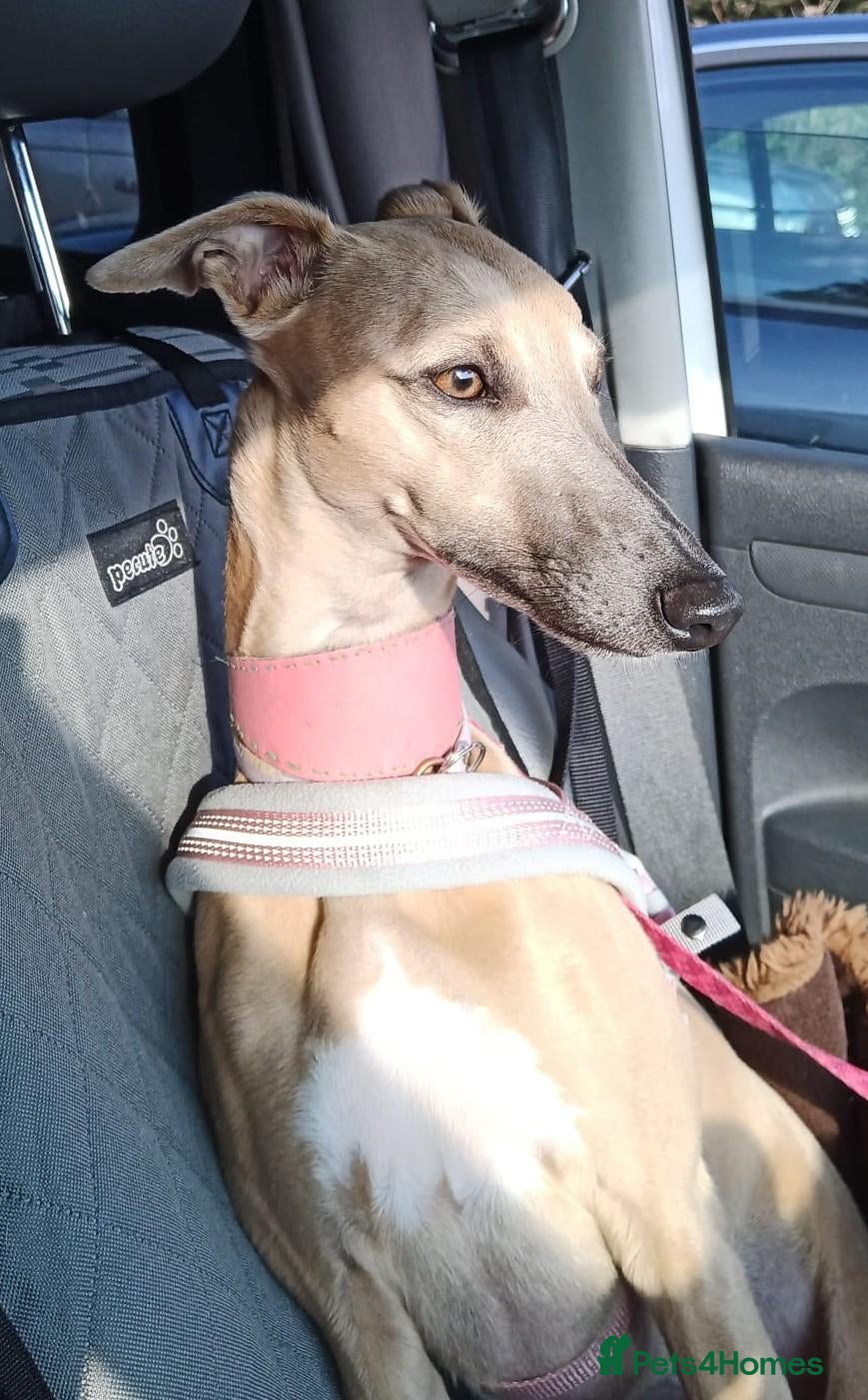 Whippet dogs Fawn Whippet puppys - Advert 2