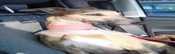 Whippet dogs for sale: Fawn Whippet puppys - Advert 2