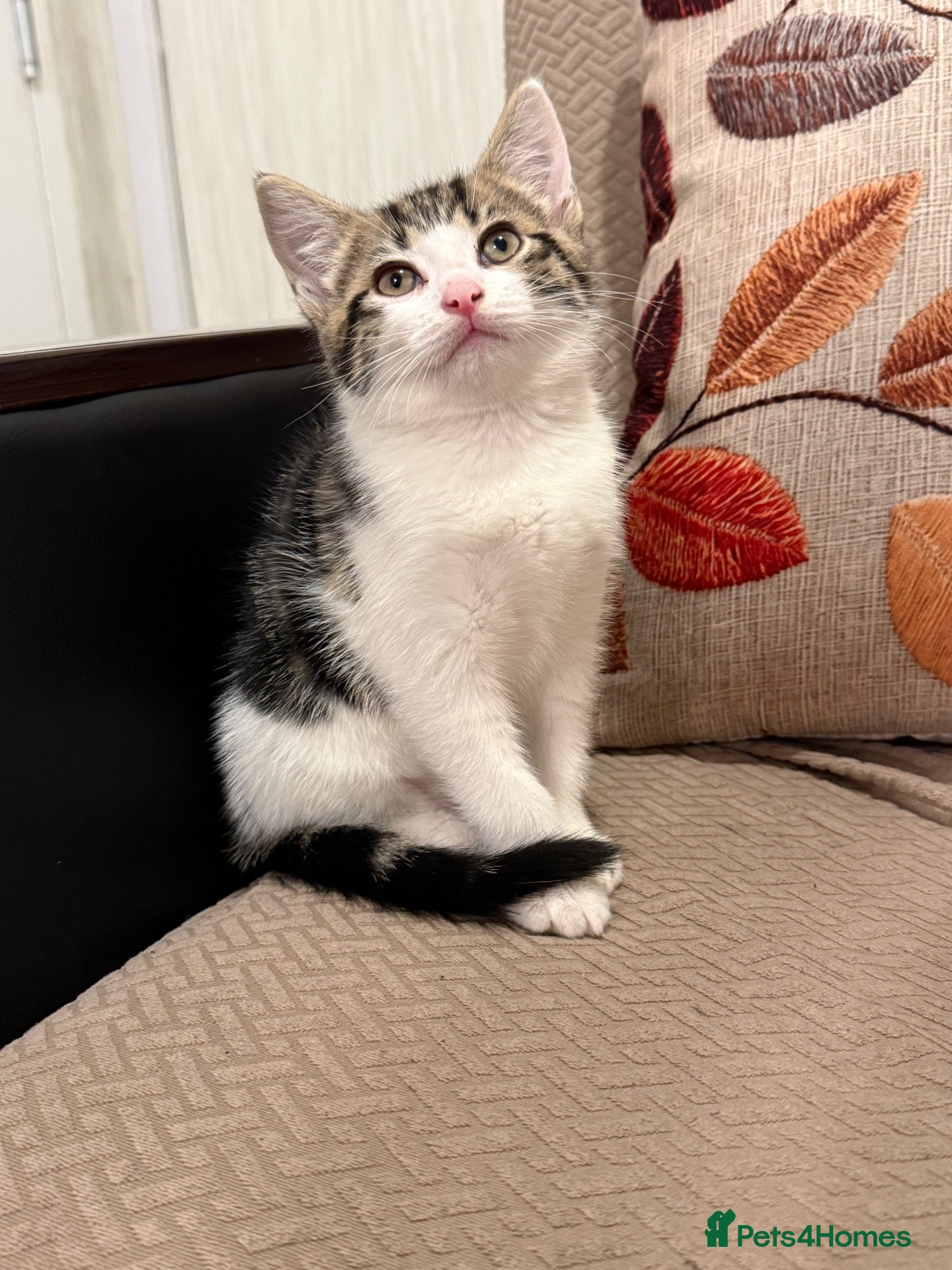 Domestic Shorthair cats Kitten  - Advert 1