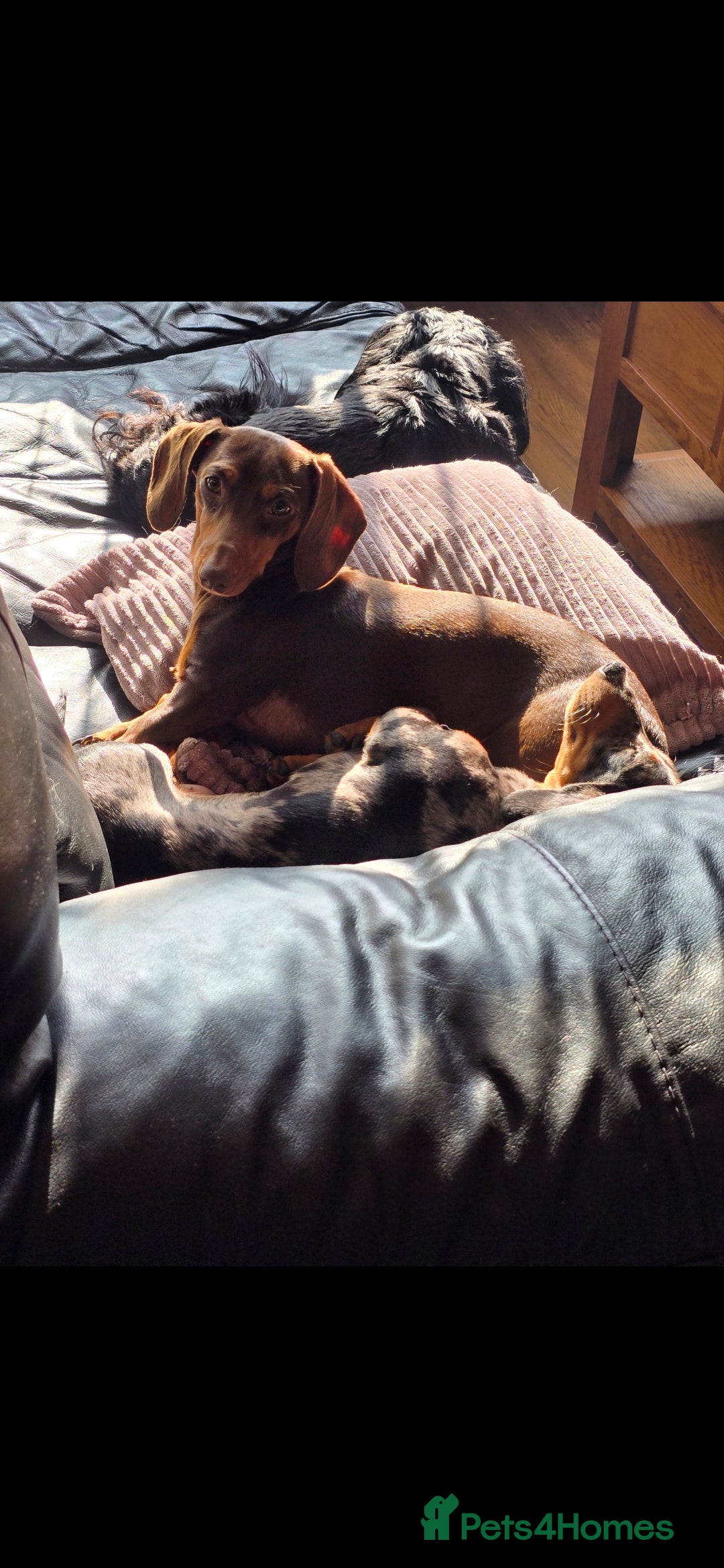 Miniature Dachshund dogs for sale: Chocolate and tan miniature Dachshund  - Advert 2