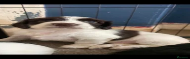 Sprocker 2