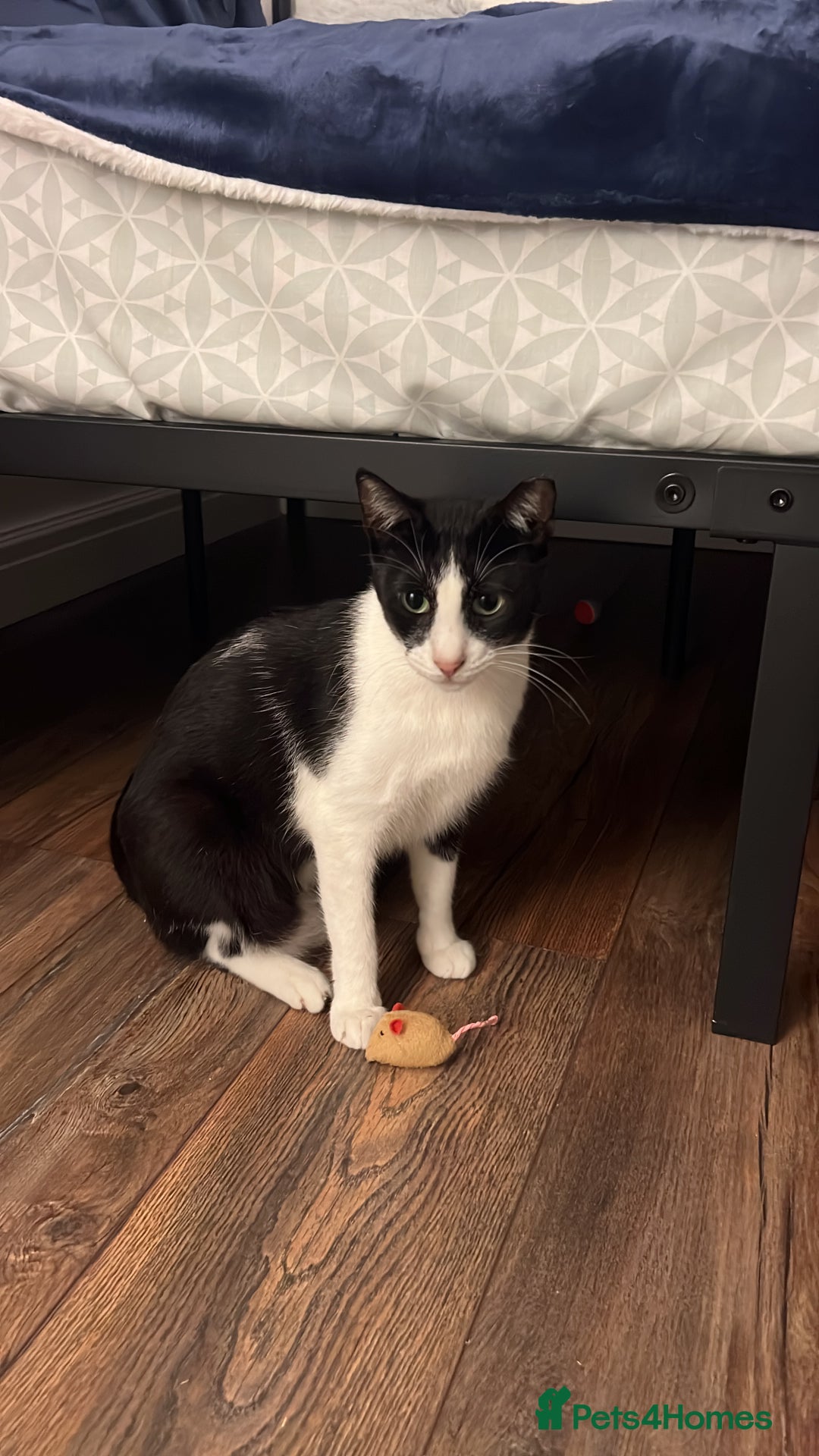 Arabian Mau cats for adoption: Minnie  - Advert 1