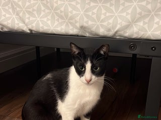 Arabian Mau cats Minnie - Advert 1