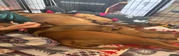 Rhodesian Ridgeback dogs for sale: Exceptionally Health Tested KC Ridgeback Puppies - Advert 8