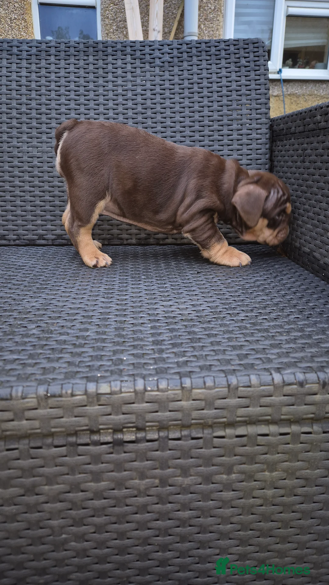 English Bulldog dogs for sale: Beautiful Chunky English Bulldog Pups - Advert 7