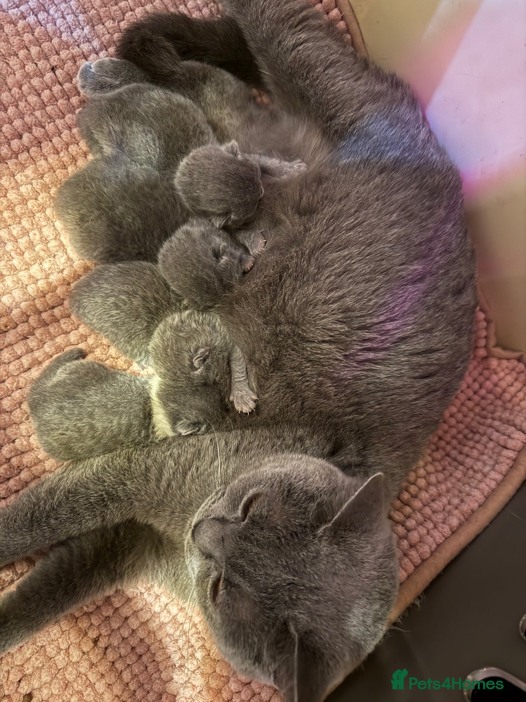 British Shorthair cats for sale: Pure British Shorthair kittens Champion line🥇😻🏆 - Advert 3
